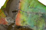 Rainbow-Colored Ammolite (Fossil Ammonite Shell) - Alberta #236417-1
